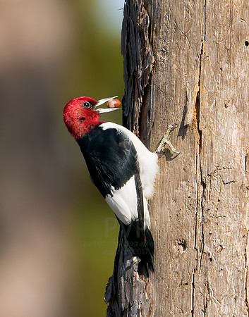 Red-Headed Woodpecker (Melanerpes Erythocephalus)