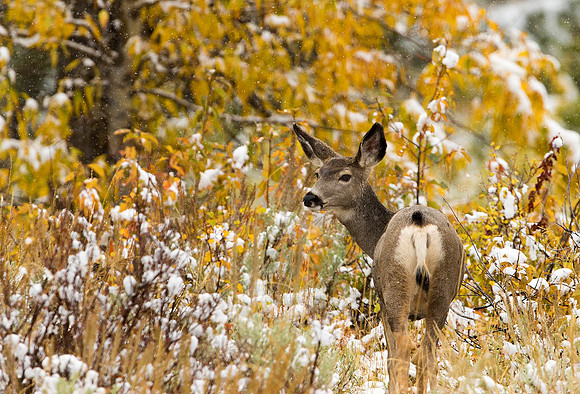 Autumn Snow