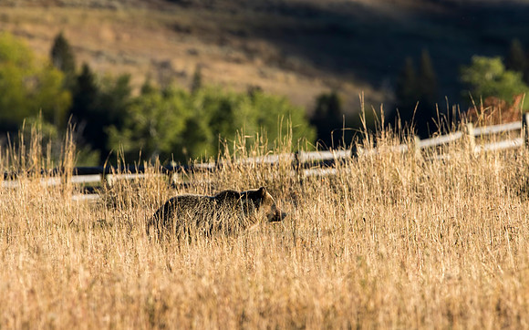 Bear Pasture