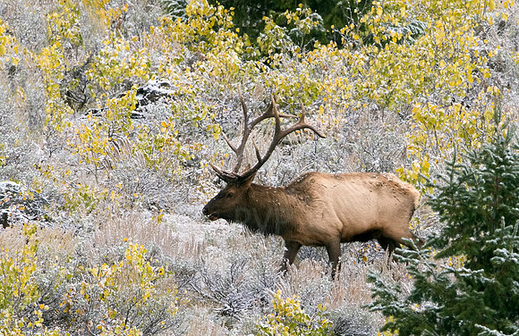 Bull Elk