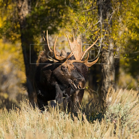 Moose (Bull)