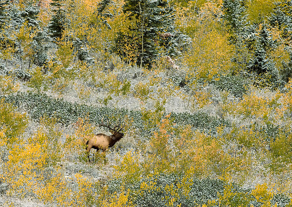 Teton Bugler