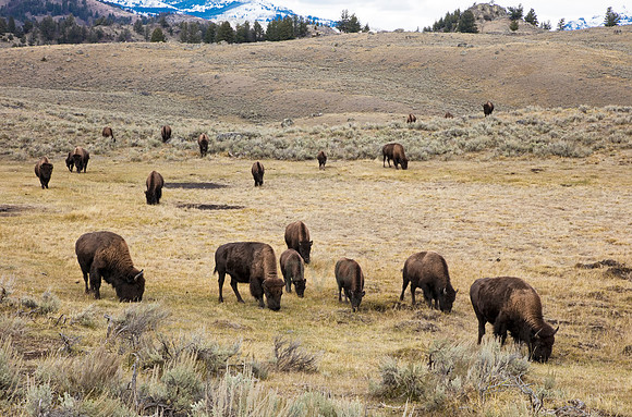 Bison