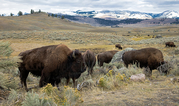 Bison Meadow
