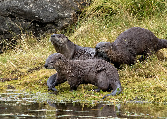 Otter Play