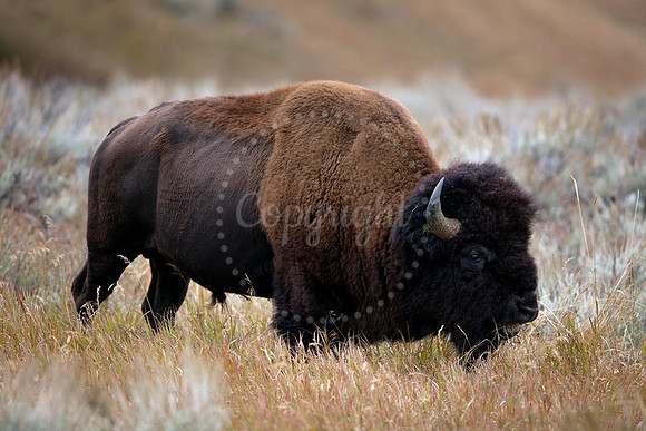 Great Plains Grazer