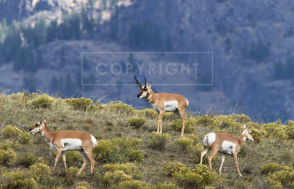 High Country Antelope