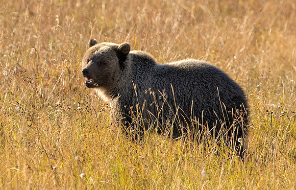 Grizzly in Paradise