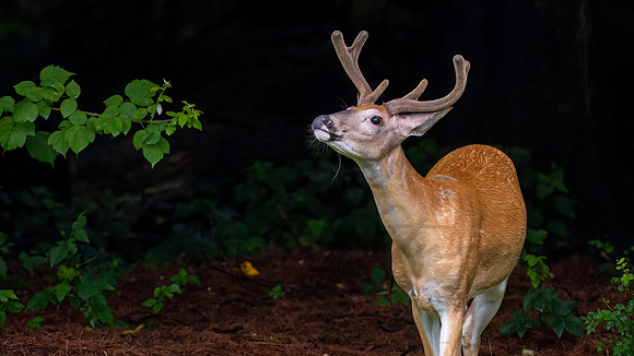 Buck in Velvet
