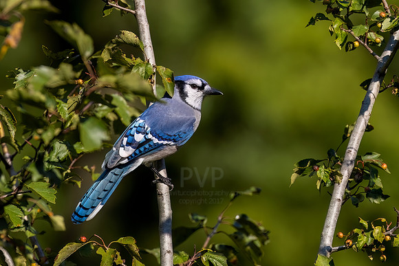 Blue Jay