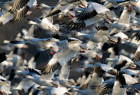 Crowded Skies