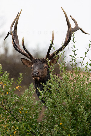Bull Elk