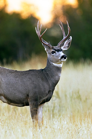 Buck Pride