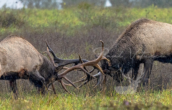 Elk Fight