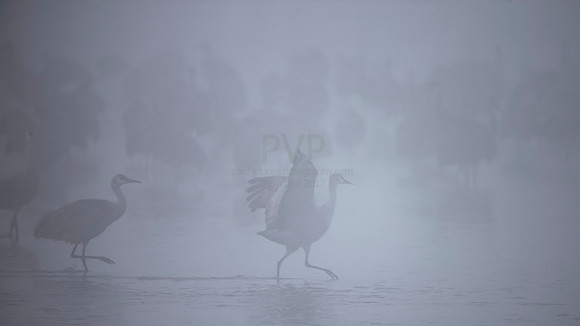 Spirit Bird