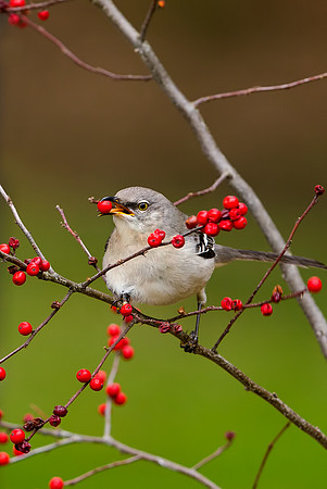 Northern Mockingbird