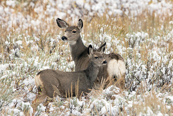 First Winter