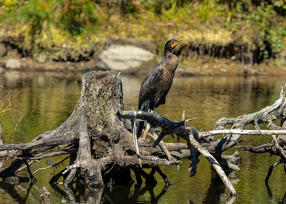 Cormorant