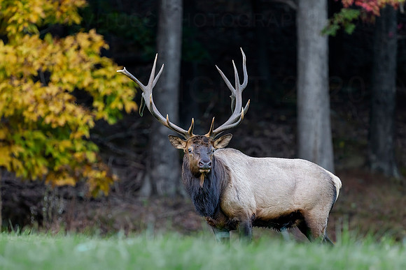 Autumn Royalty