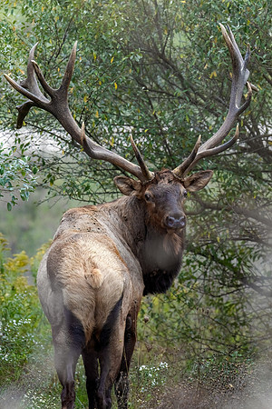 Monarch Elk