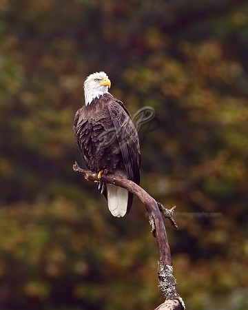 Autumn in the Alleghenies