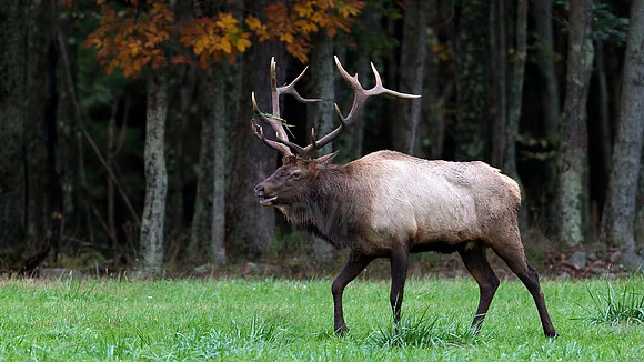 Autumn Elk