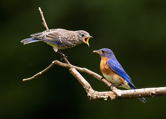 Eastern Bluebird with Fledgling