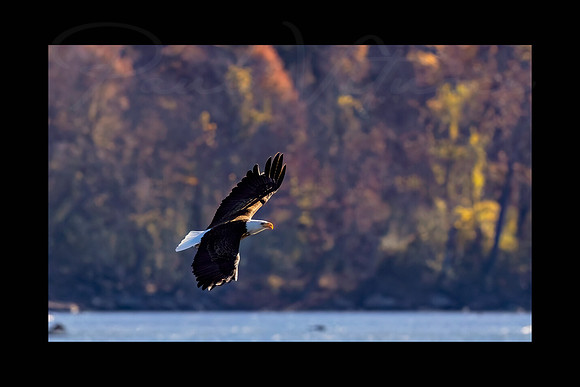 Morning On The Susquehanna