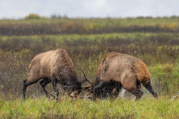 Rumble in the Rain