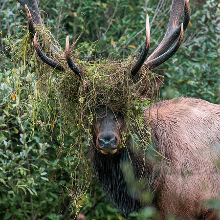 Elk Camo