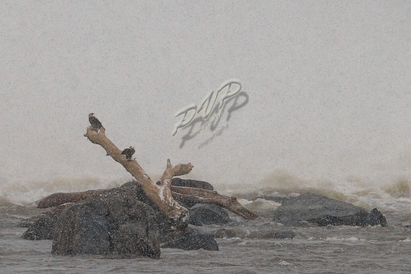 Weathering the Storm