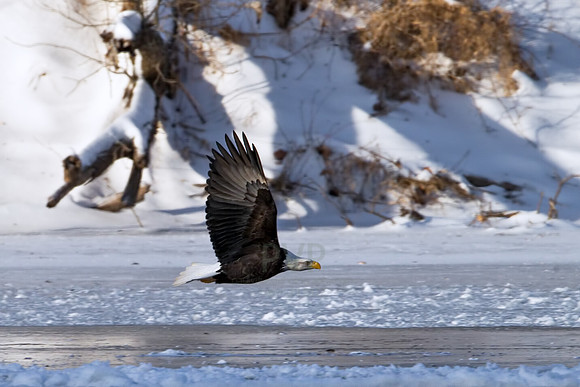 River Flight