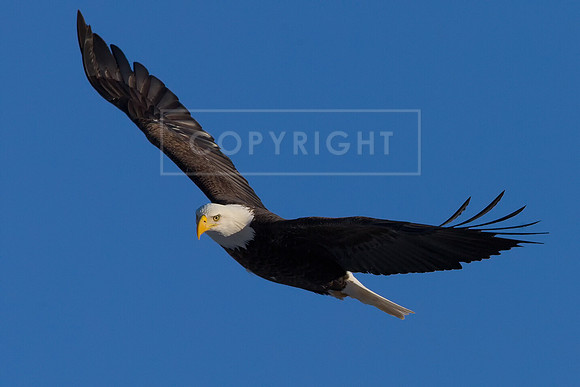 Soaring