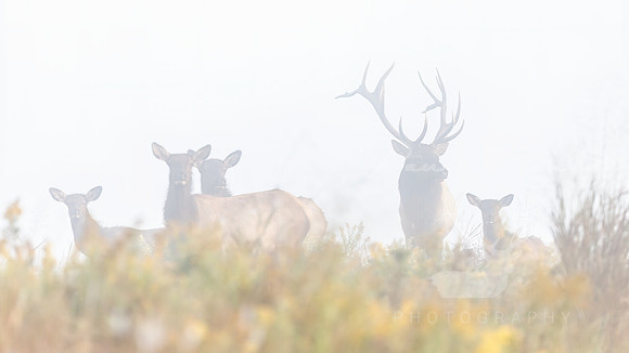 Foggy Ridge