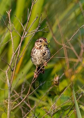 Song Sparrow