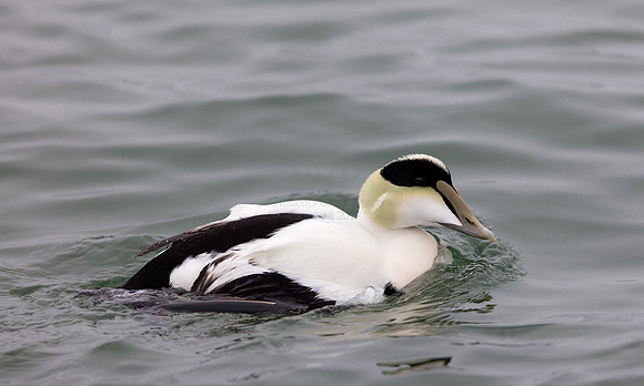 Common Eider (Somateria mollissima) (COEI)
