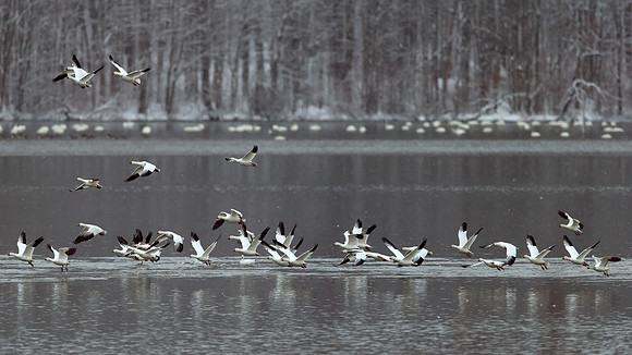 Snow Geese