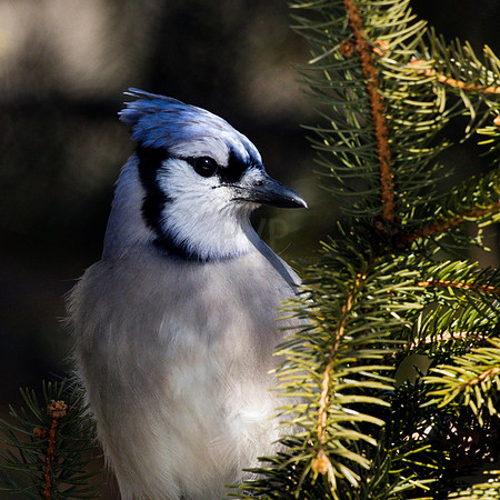 Portrait in blue.