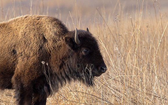 Morning on the Prairie