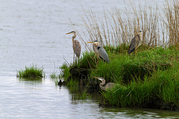 The Heron Clan