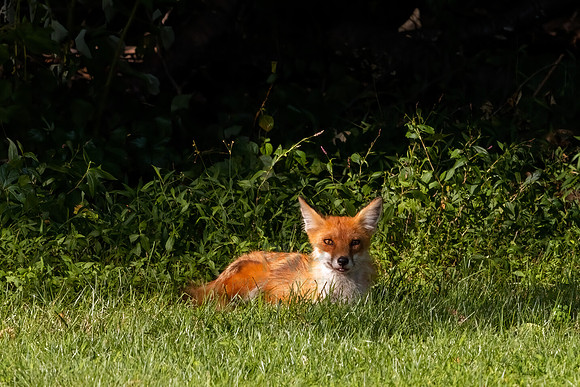 Red Fox Resting