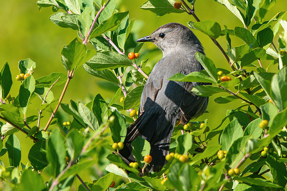 Gray Catbird