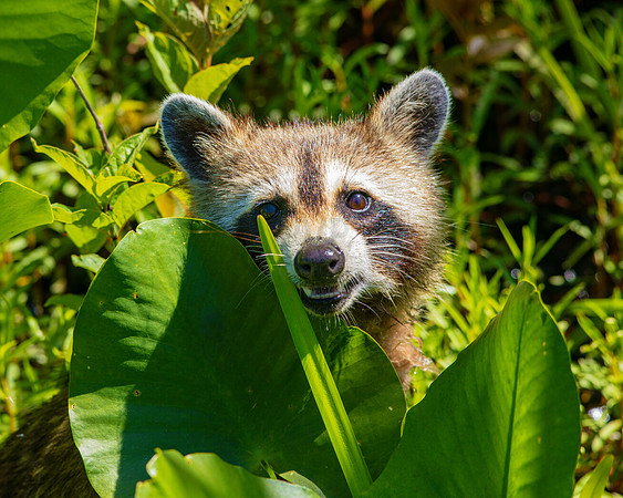 Peek-A-Boo