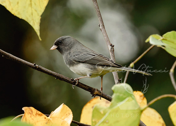 Dark Eyed Junco