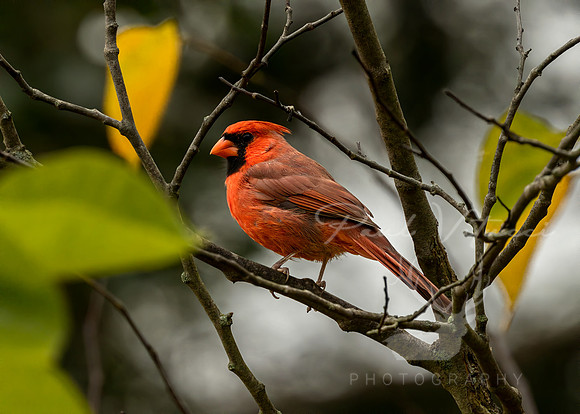 Northern Cardinal (male) NY