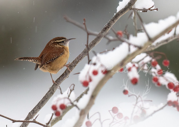 Carolina Wren