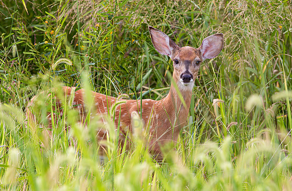 White Tail Fawn