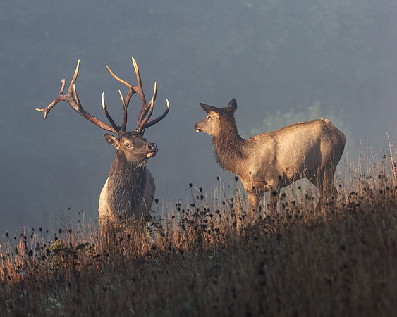 Morning Meeting