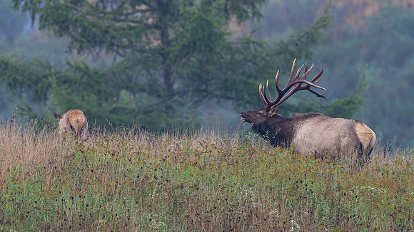 Pennsylvania Elk