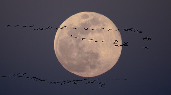 Sandhills Moon